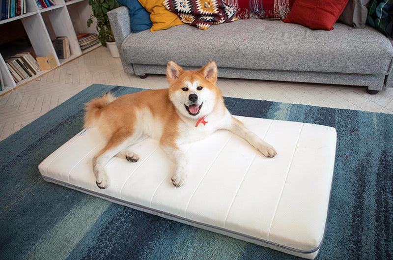 AirPup Comfort Cloud Dog Bed with removable cover and advanced air fiber technology, providing plush comfort, superior breathability, and a non-slip bottom for stability.