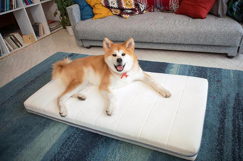 AirPup Comfort Cloud Dog Bed with removable cover and advanced air fiber technology, providing plush comfort, superior breathability, and a non-slip bottom for stability.